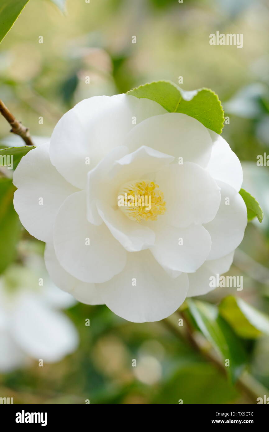 × Camellia williamsii 'Argile de Chine'. Fleurs de Camelia double semi Chine Cay la floraison en avril. Aga Banque D'Images