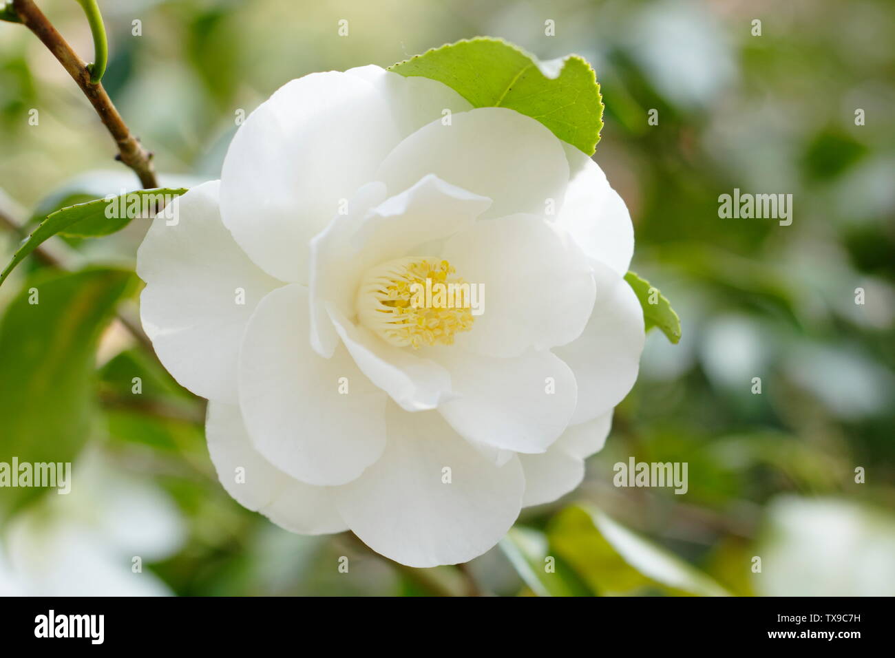 × Camellia williamsii 'Argile de Chine'. Fleurs de Camelia double semi Chine Cay la floraison en avril. Aga Banque D'Images