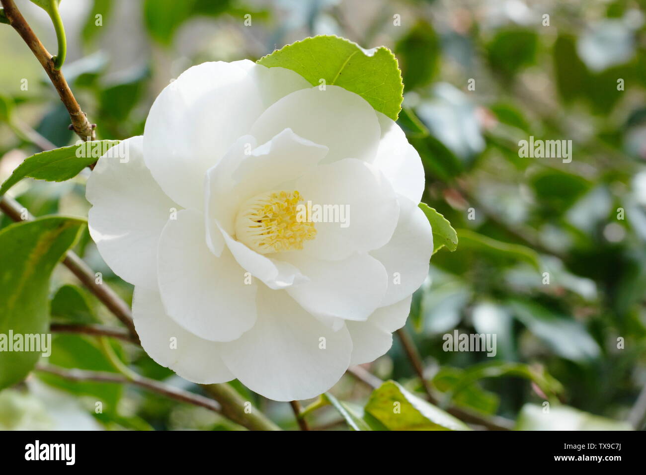 × Camellia williamsii 'Argile de Chine'. Fleurs de Camelia double semi Chine Cay la floraison en avril. Aga Banque D'Images