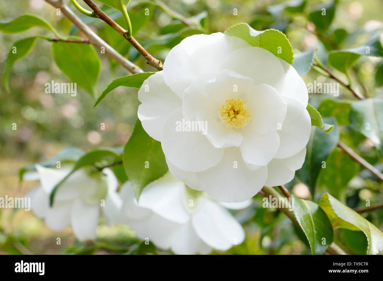 × Camellia williamsii 'Argile de Chine'. Fleurs de Camelia double semi Chine Cay la floraison en avril. Aga Banque D'Images