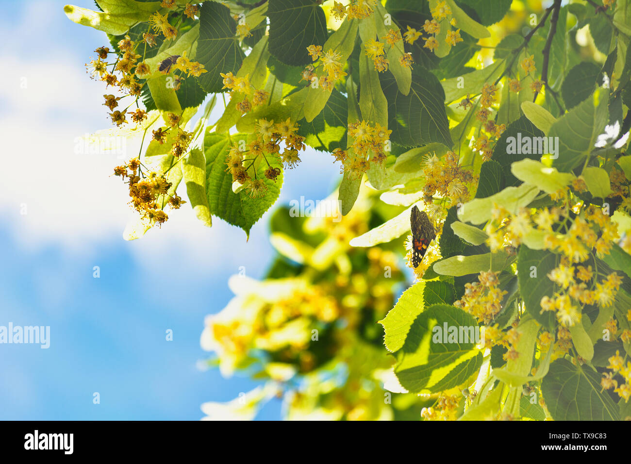 Arbre en fleurs fleurs de bois de tilleul, utilisée pour la préparation du thé, de guérison, de fond naturel du printemps. Banque D'Images