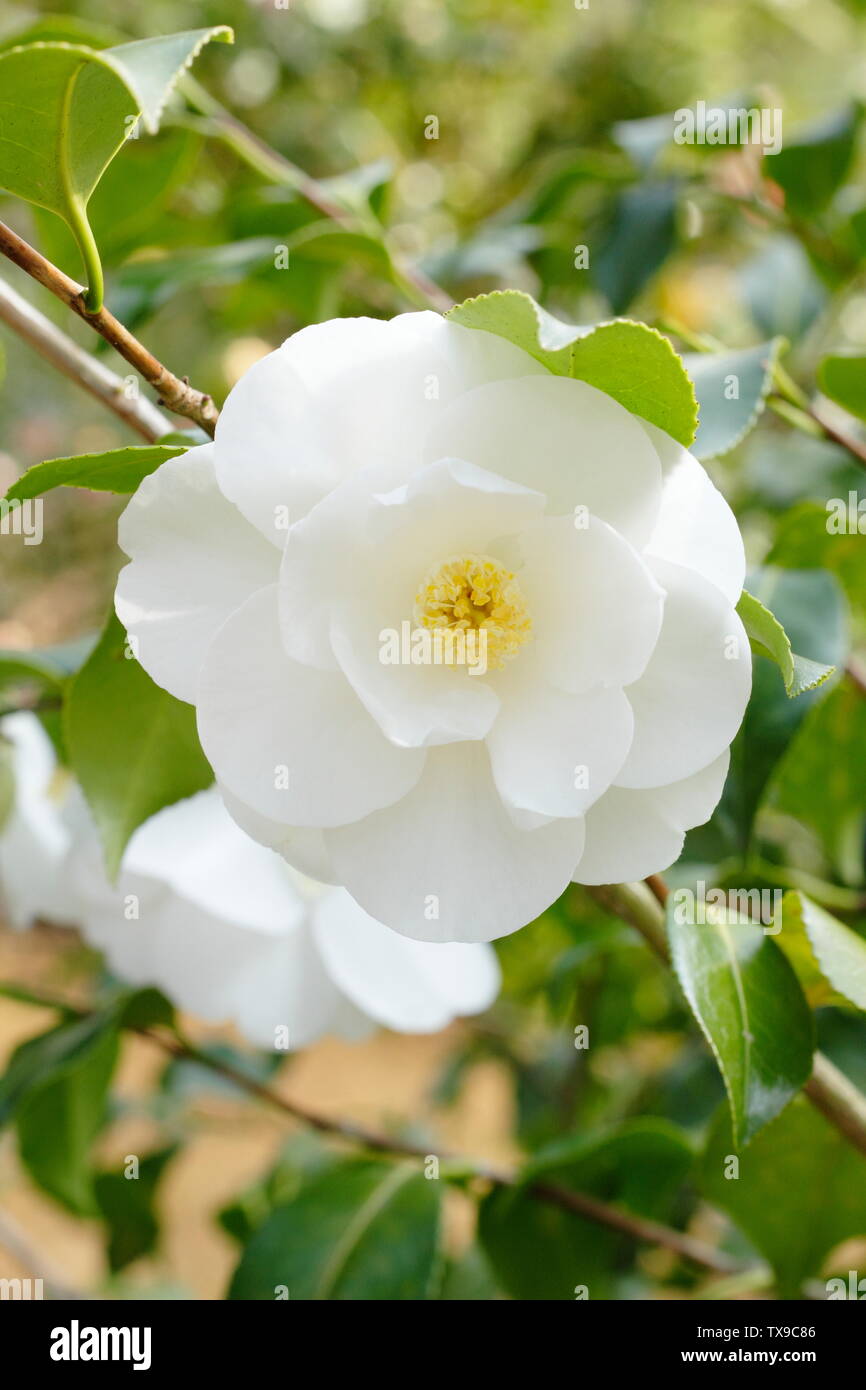 × Camellia williamsii 'Argile de Chine'. Fleurs de Camelia double semi Chine Cay la floraison en avril. Aga Banque D'Images