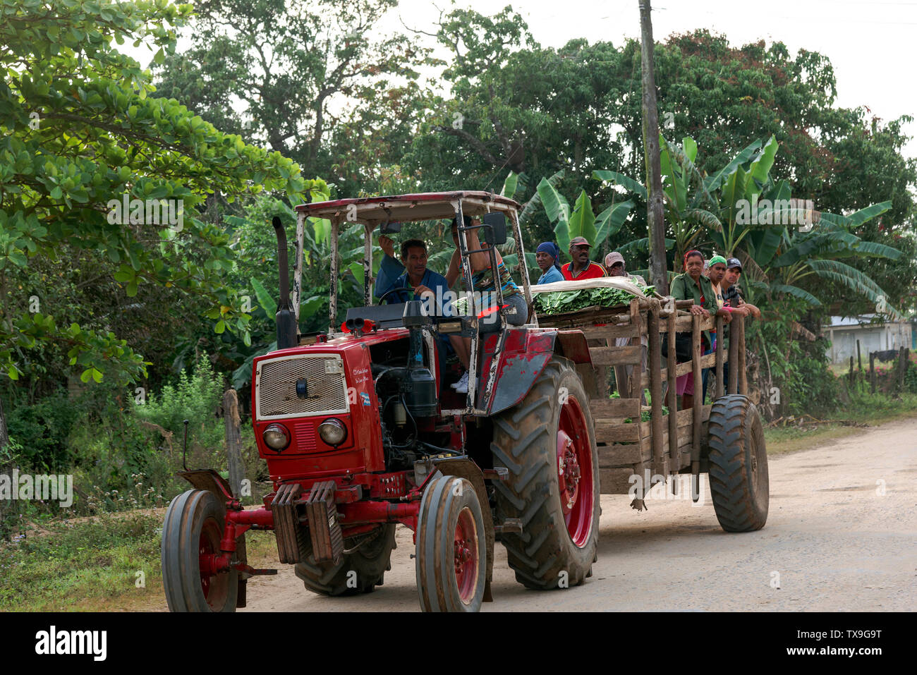 Les travailleurs du tabac d'être transportés dans une remorque après une journée de travail choisir feuilles dans les champs de tabac de San Juan y Martinez,province de Pinar del Rio, Cuba Banque D'Images