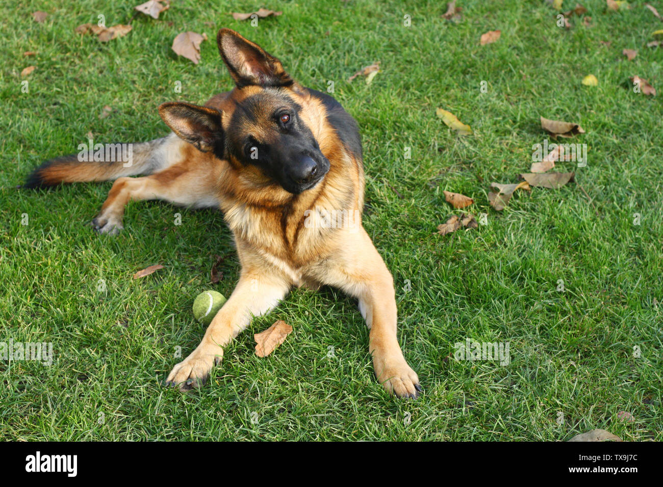 Portrait de berger allemand sur l'herbe verte, journée ensoleillée Banque D'Images