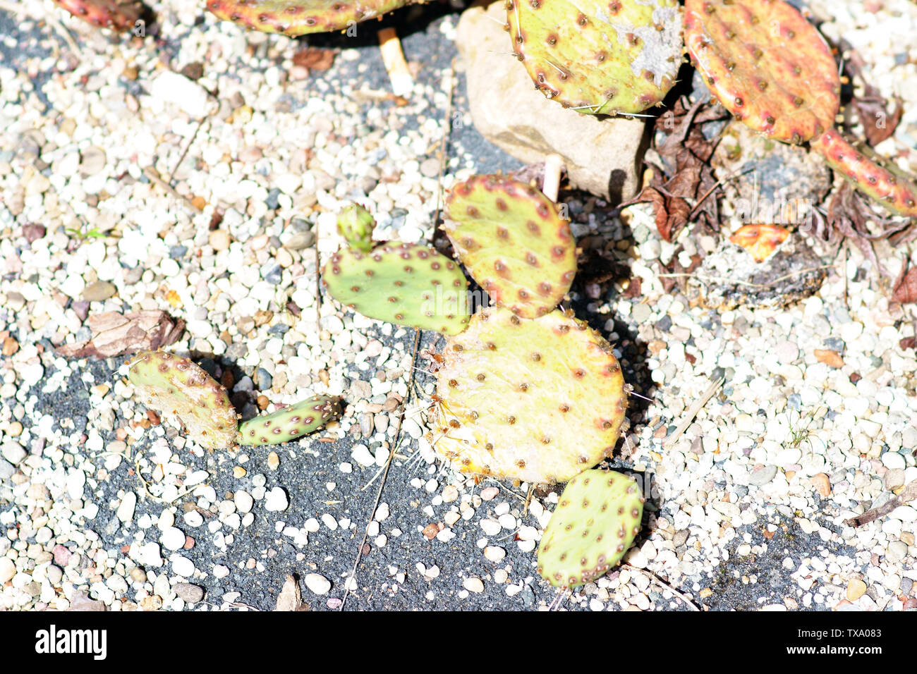 Le gros plan d'un flétrissement et la déshydratation cactus sur le sol rocheux et en plein soleil. Banque D'Images