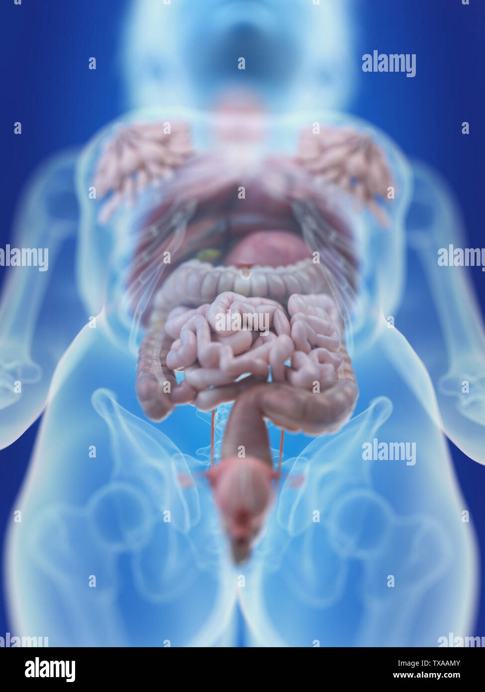 Médicalement en rendu 3d illustration d'un précis des organes abdominaux womans Banque D'Images