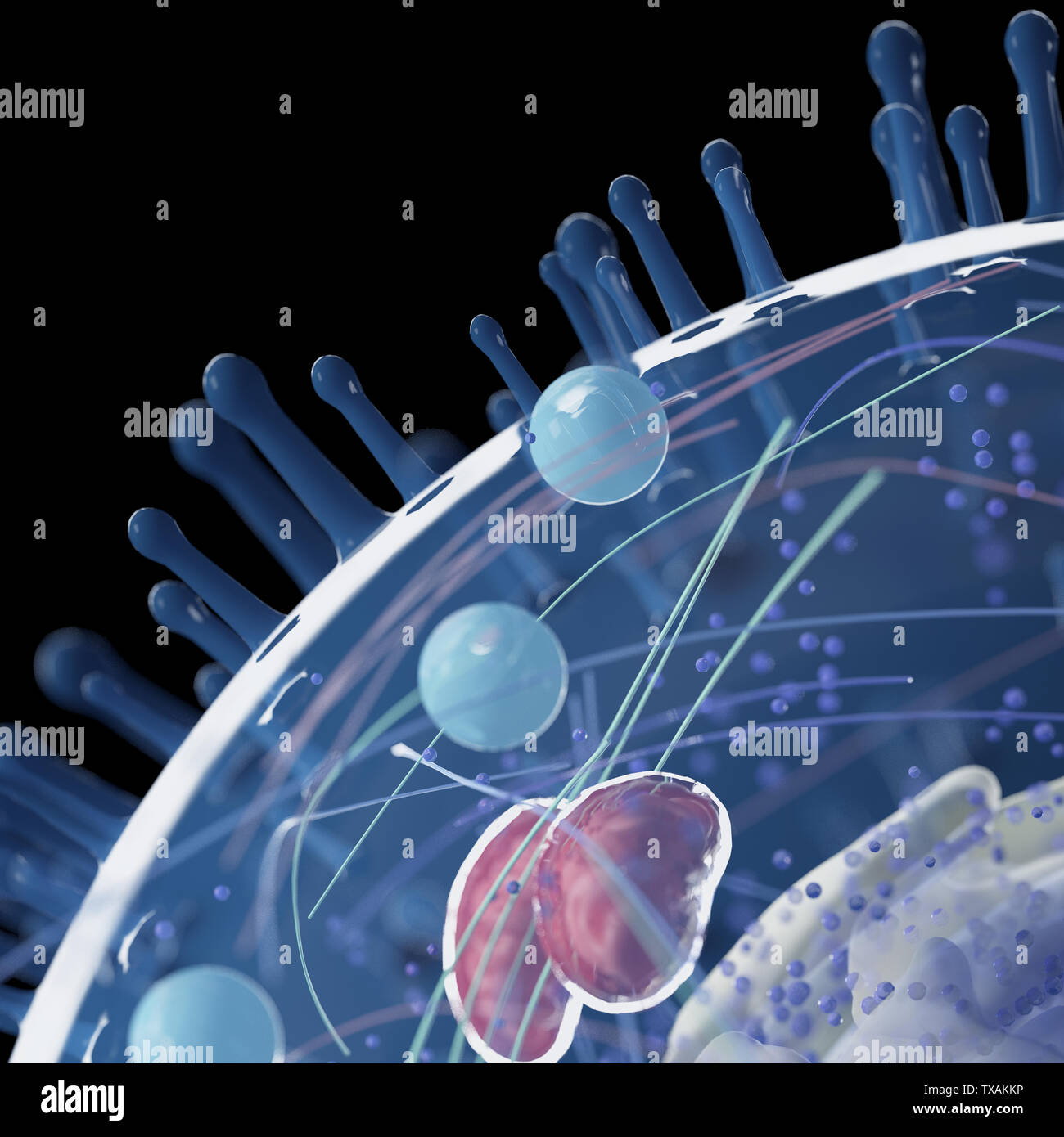 Médicalement en rendu 3d illustration exacte d'une cellule humaine Banque D'Images