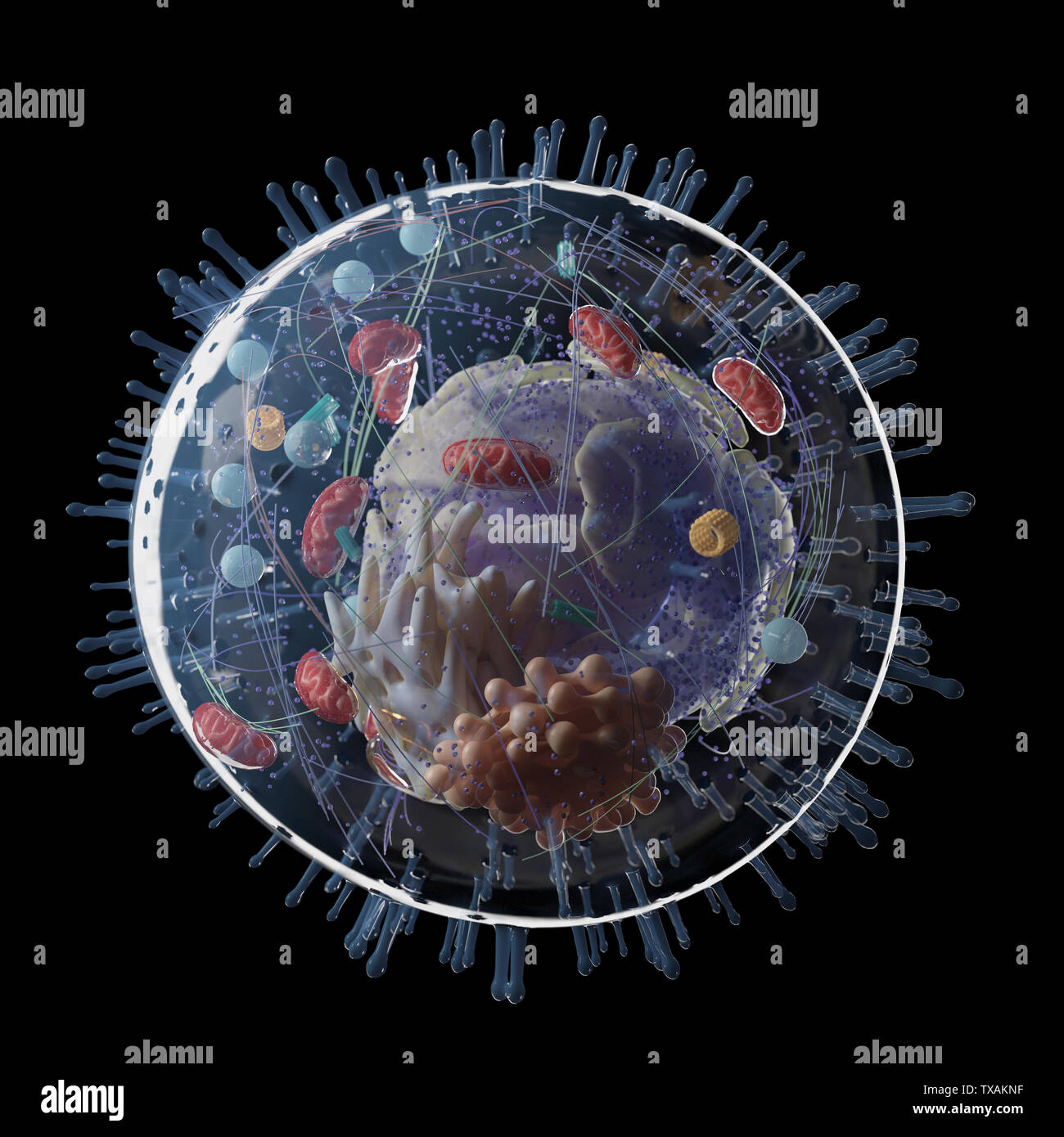 Médicalement en rendu 3d illustration exacte d'une cellule humaine Banque D'Images