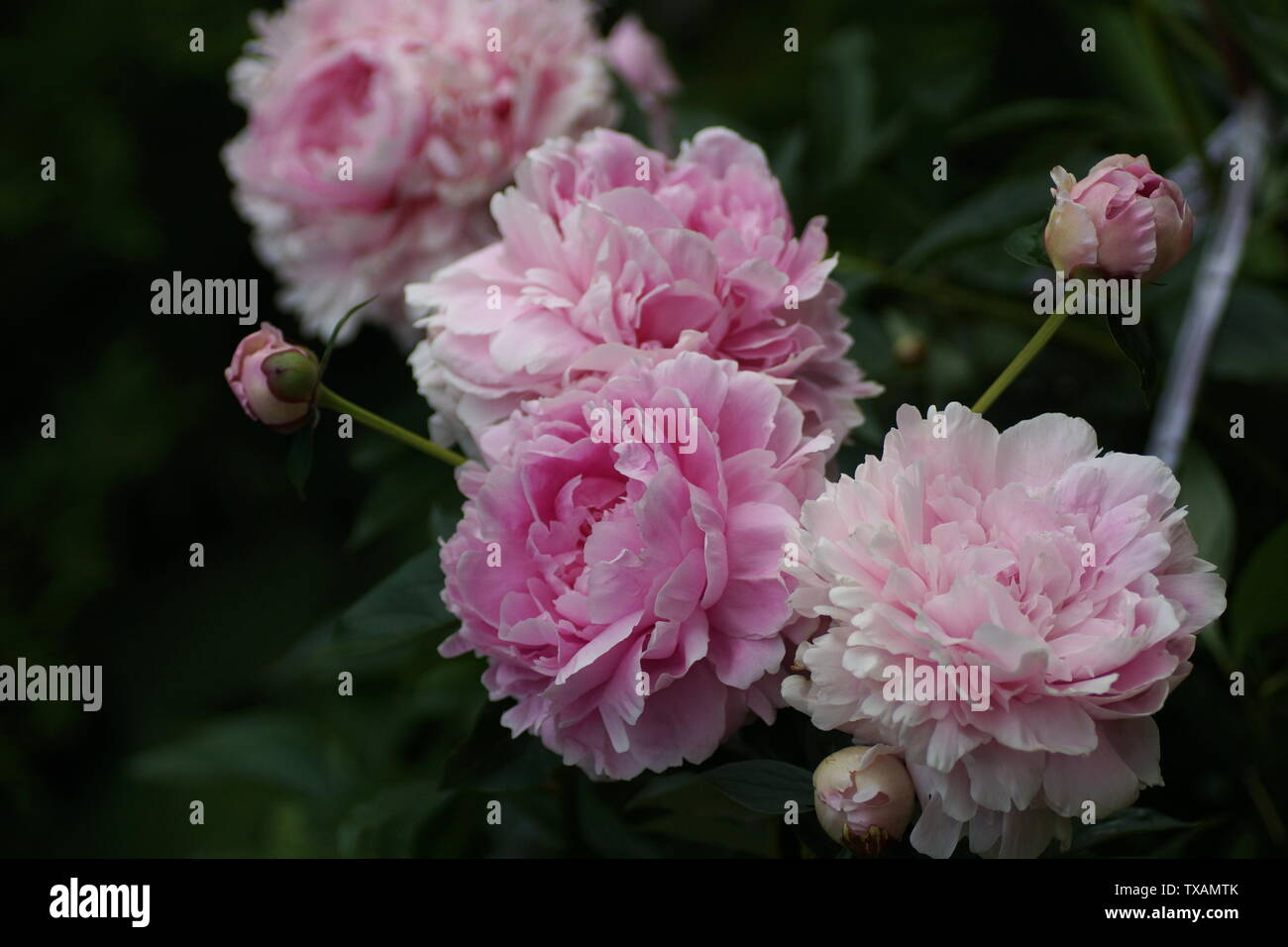 Paeonia lactiflora Sarah Bernhardt. Fleur de pivoine rose double. Paeonia lactiflora pivoine chinoise (ou même jardin pivoine). Beaucoup de fleurs. Banque D'Images