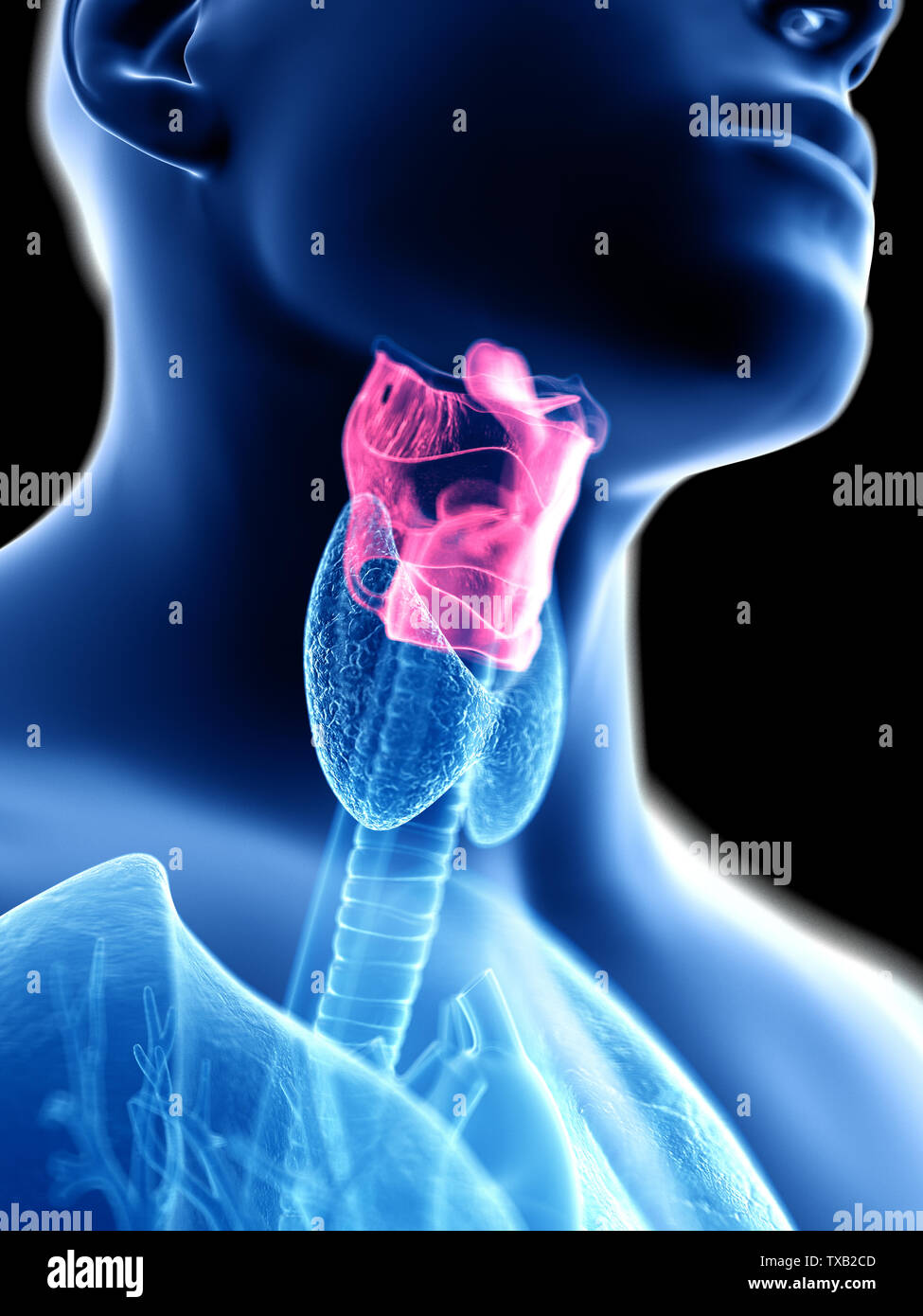 Médicalement en rendu 3d illustration d'un précise mans larynx Banque D'Images