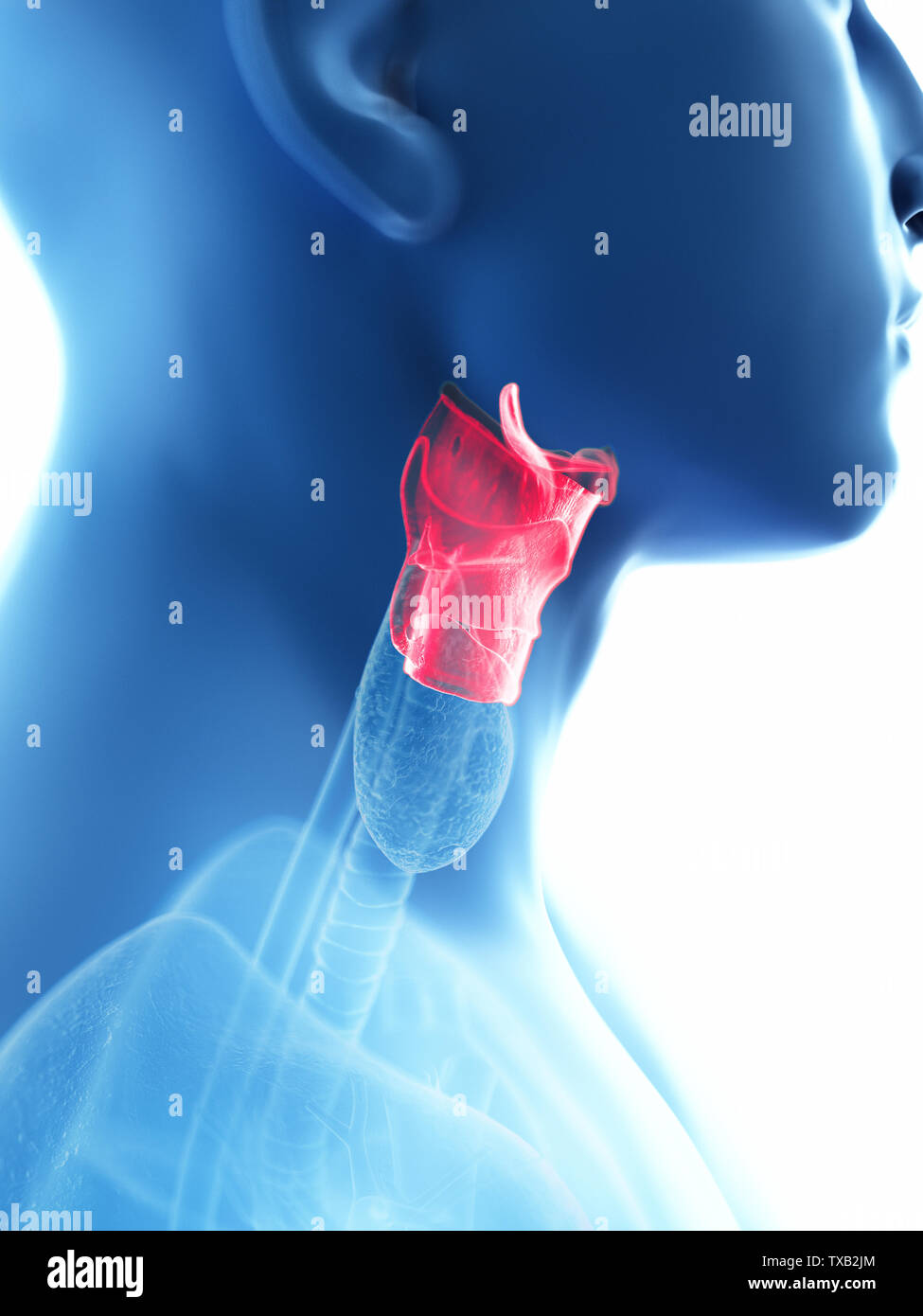 Médicalement en rendu 3d illustration d'un précise mans larynx Banque D'Images
