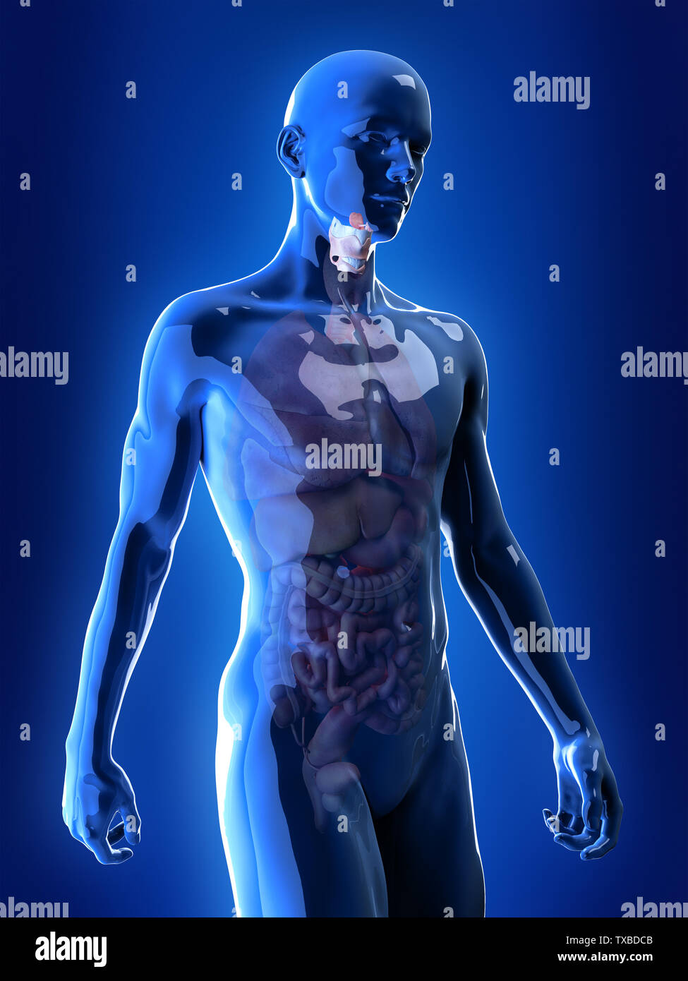 Médicalement, rendu 3d illustration précise du larynx Banque D'Images