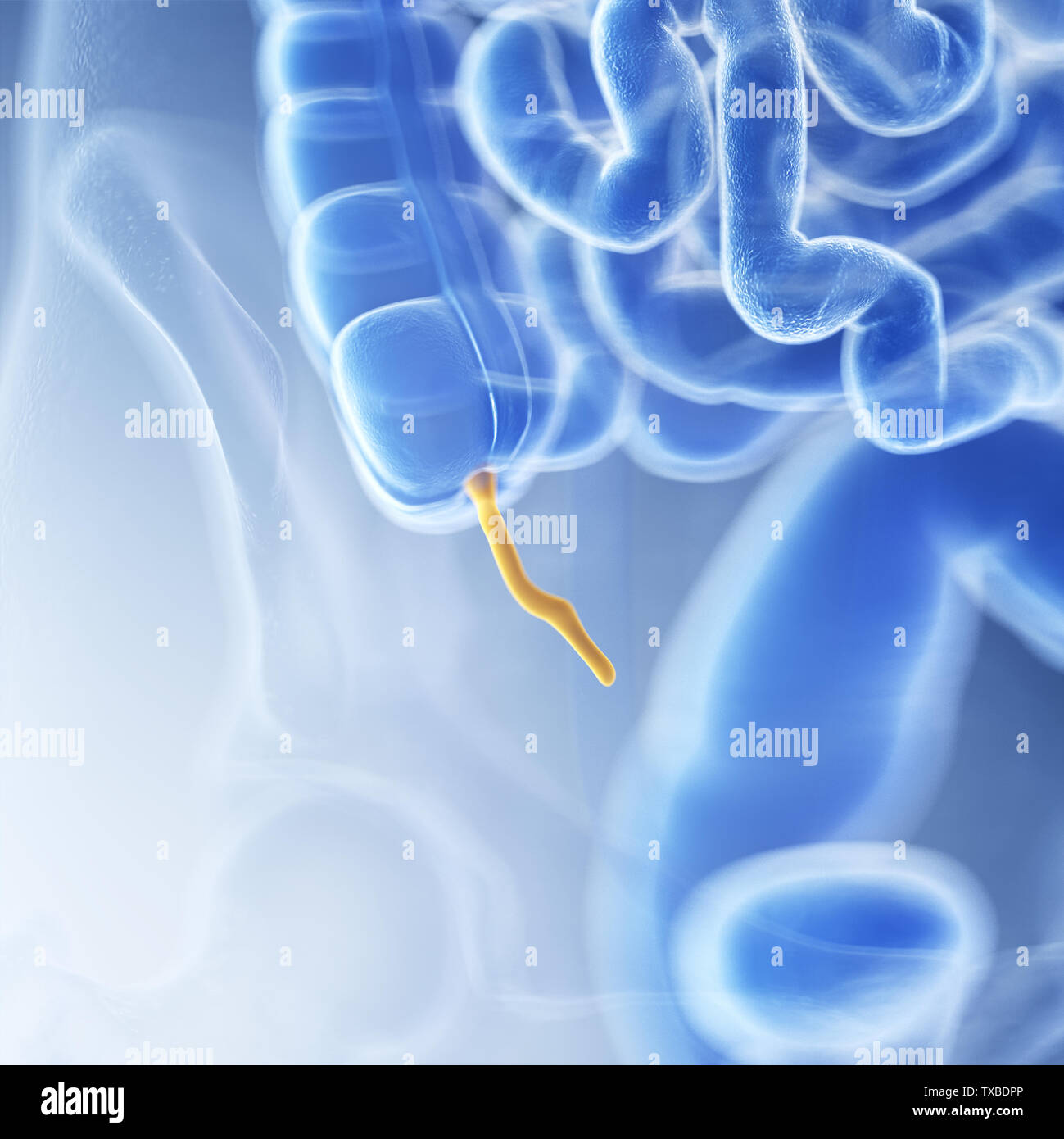 Rendu 3D précis médicalement illustration de l'annexe Banque D'Images