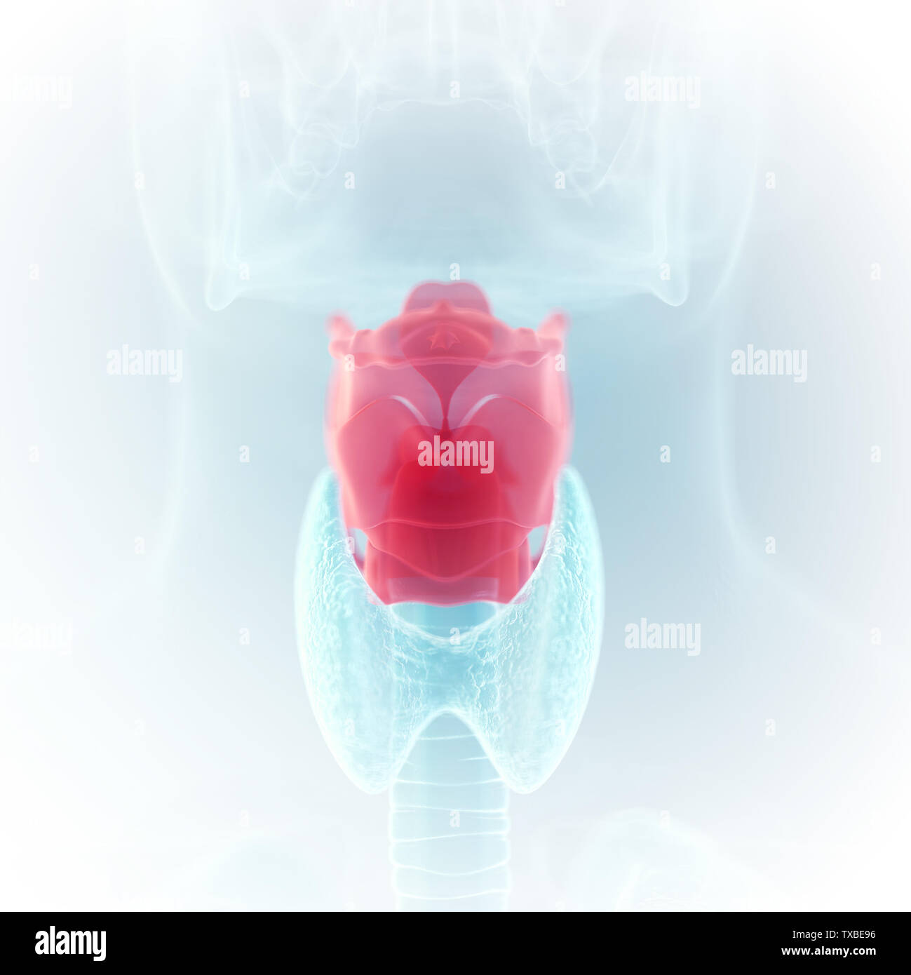 Médicalement en rendu 3d illustration précise du larynx Banque D'Images