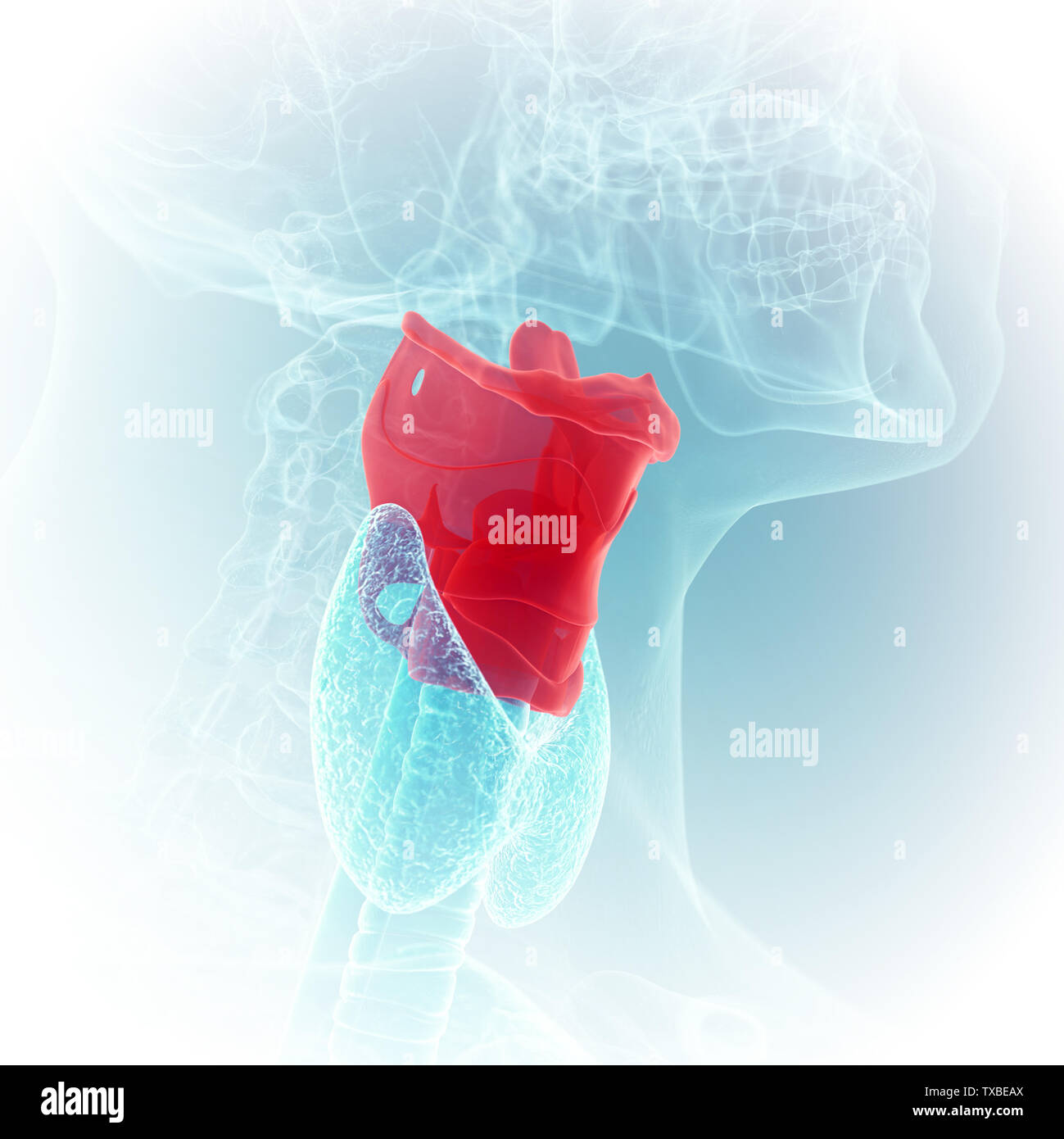 Médicalement en rendu 3d illustration précise du larynx Banque D'Images