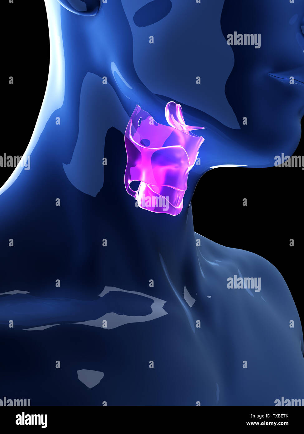 Médicalement en rendu 3d illustration de l'exacte du larynx humain Banque D'Images