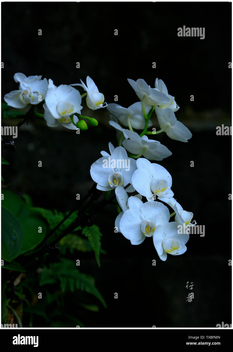 L'Orchid. Banque D'Images
