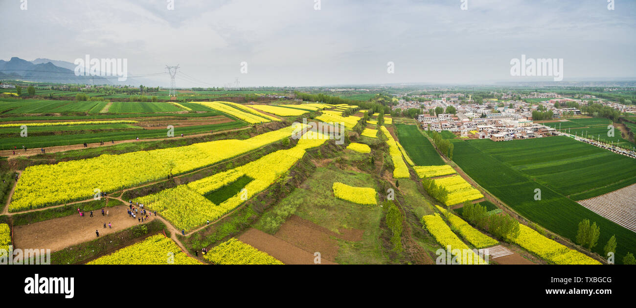 Pousse Colza Colza mature Banque de photographies et d’images à haute résolution - Alamy