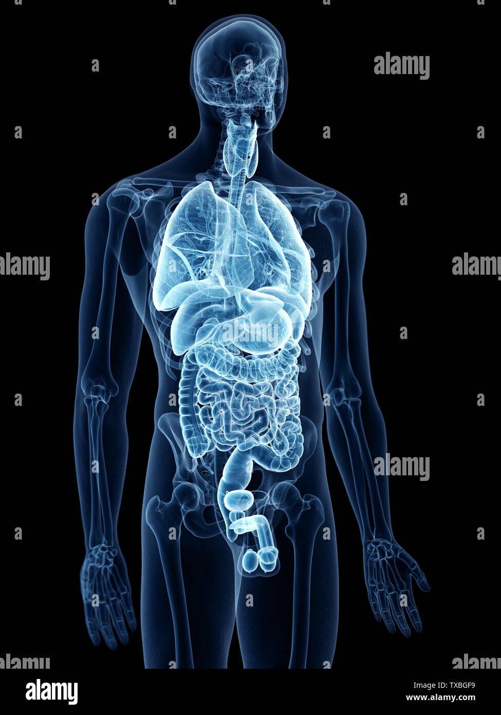 Médicalement, rendu 3D de l'illustration précise les organes internes Banque D'Images