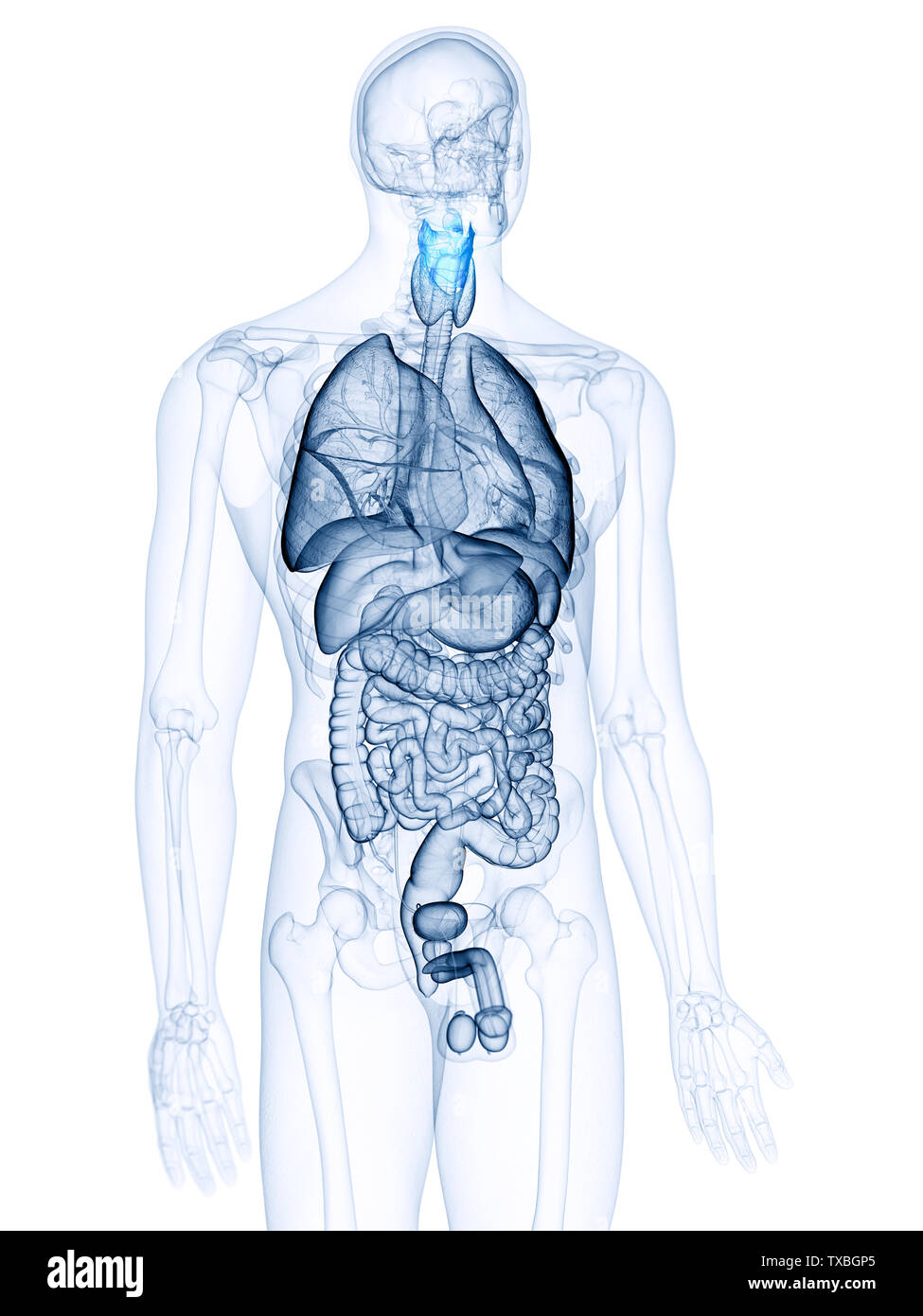 Médicalement, rendu 3d illustration précise du larynx Banque D'Images