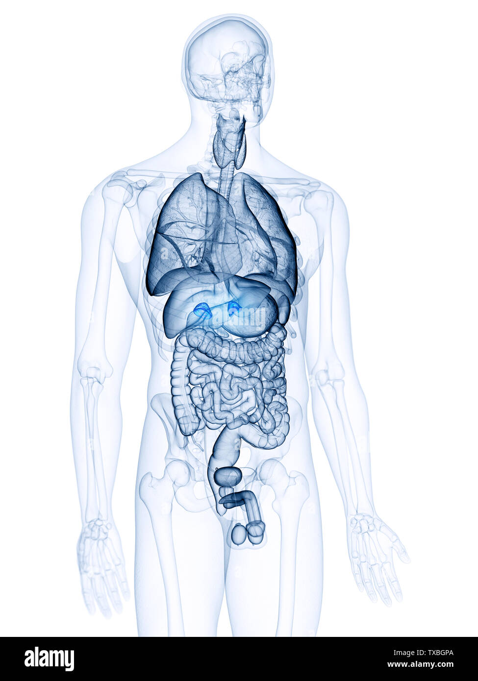 Médicalement, rendu 3d illustration précise des glandes surrénales Banque D'Images