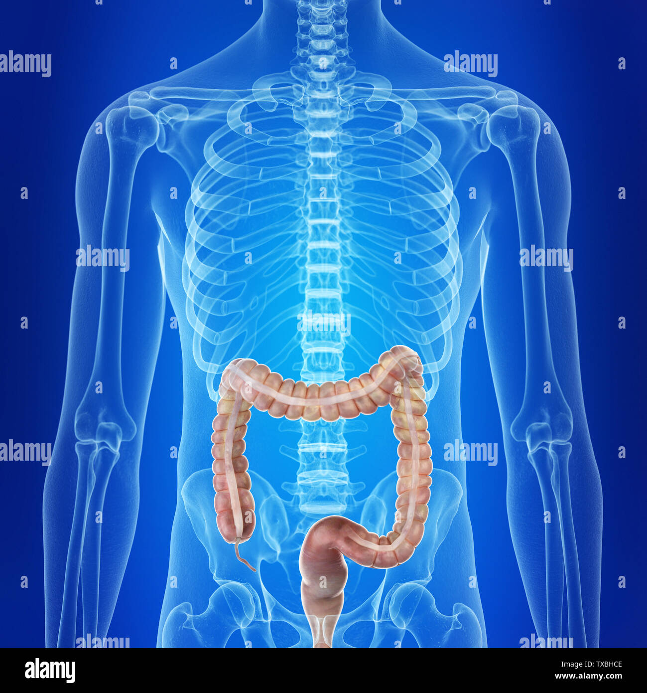 Colon humain Banque d'image et photos Alamy