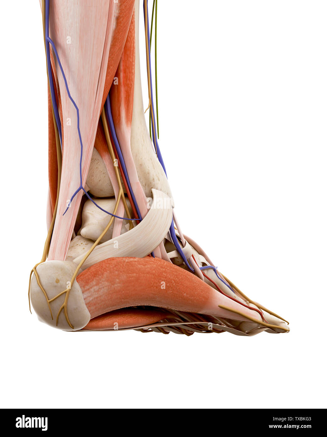 Médicalement en rendu 3d illustration de l'exacte de l'anatomie du pied Banque D'Images