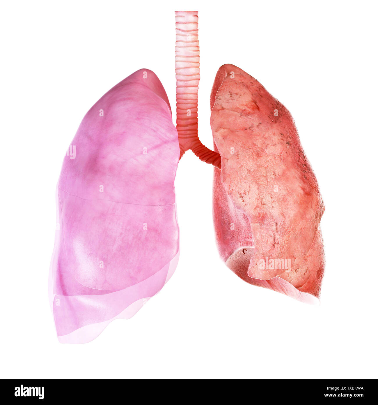 Médicalement en rendu 3d illustration précise pulmonaire et de la plèvre Banque D'Images