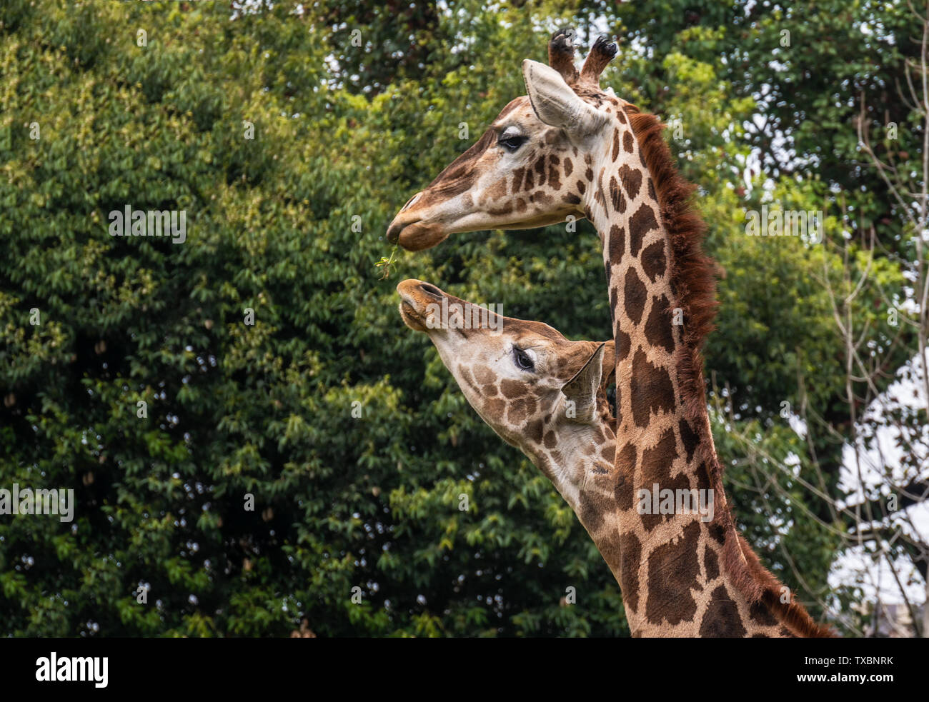 Close-up de deux chefs girafe Banque D'Images
