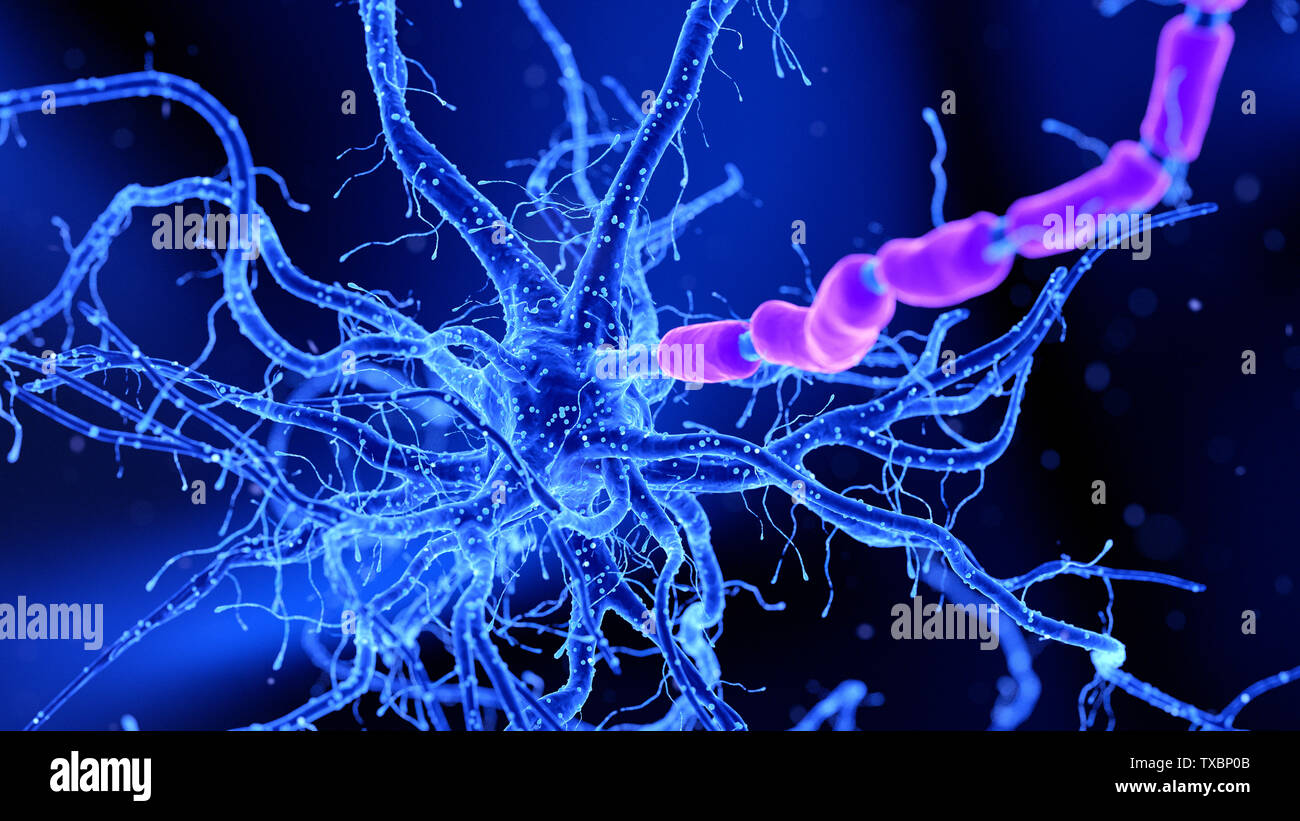 Médicalement en rendu 3d illustration d'un précis des cellules nerveuses Banque D'Images