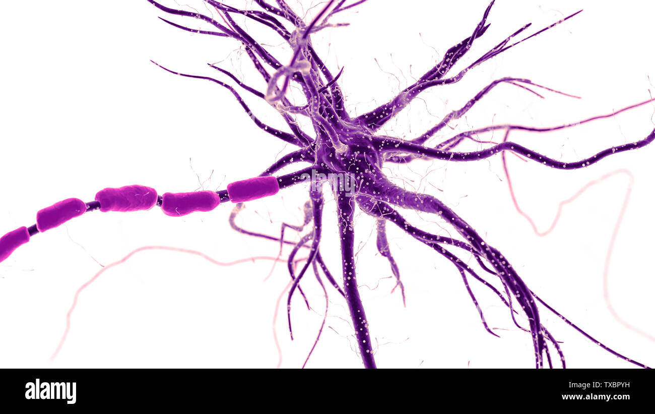 Médicalement en rendu 3d illustration d'un précis des cellules nerveuses humaines sur fond blanc Banque D'Images