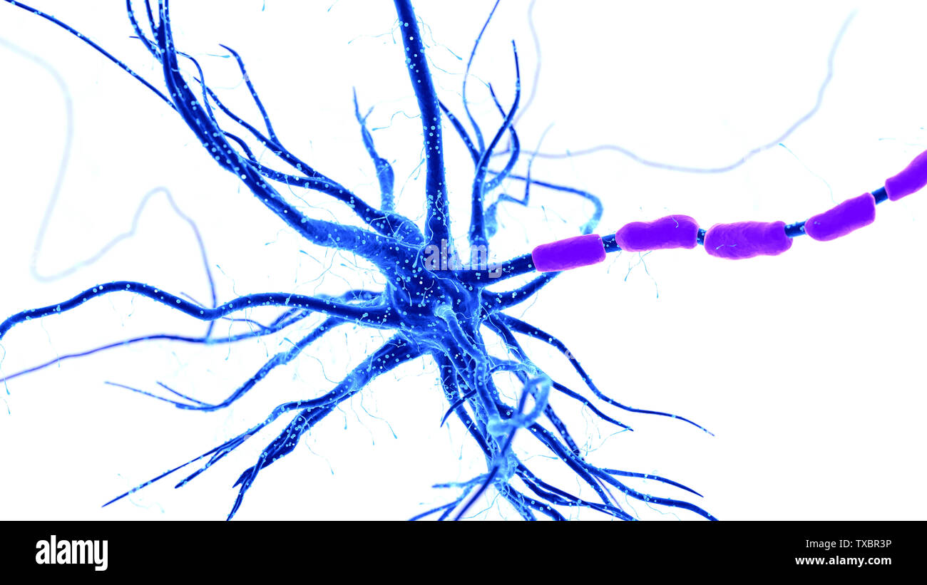 Médicalement en rendu 3d illustration d'un précis des cellules nerveuses humaines sur fond blanc Banque D'Images