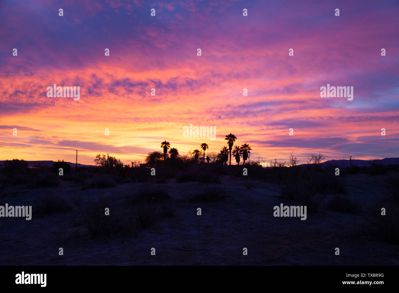 Les nuages colorés au lever du soleil à Borrego Springs, en Californie avec des palmiers Banque D'Images