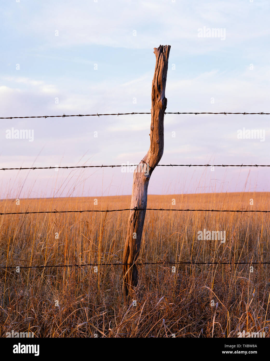 Fencepost avec barbelés au crépuscule sur le Kansas prairie Banque D'Images