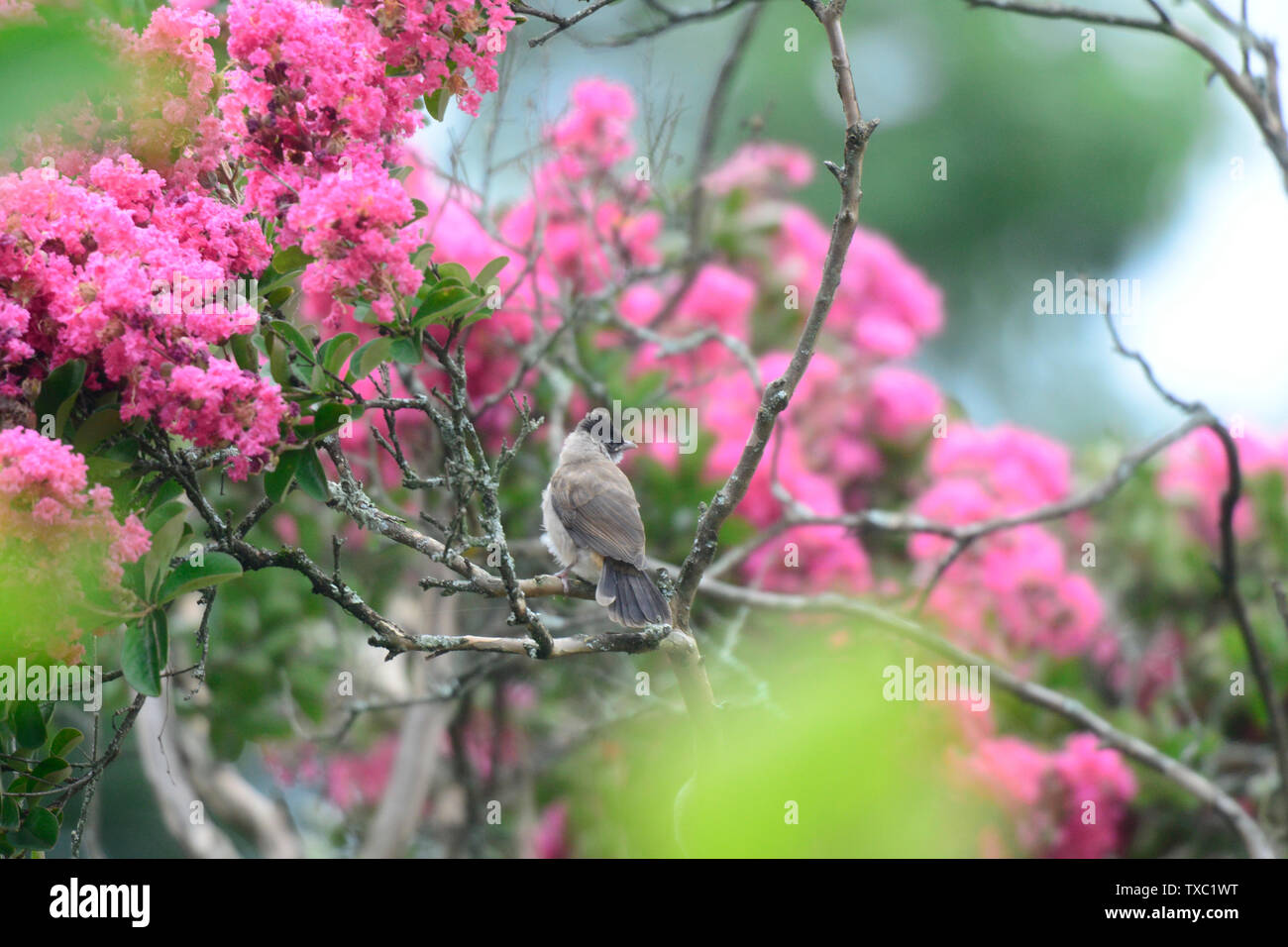 Les photos de fleurs et d'oiseaux Banque D'Images