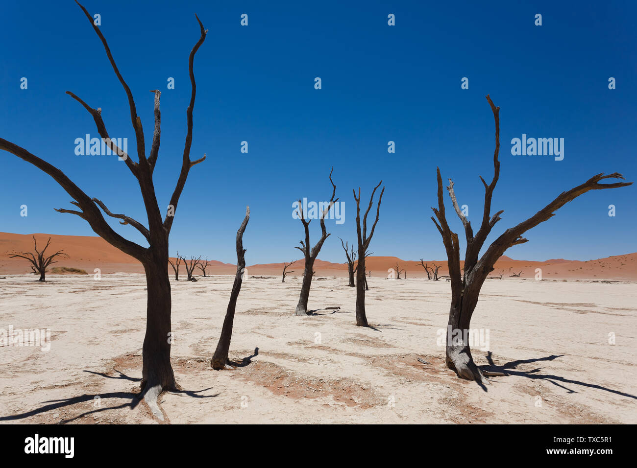 Une vue de Dead Vlei Sossusvlei, Namibie Banque D'Images