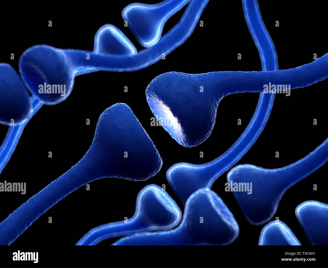 Médicalement en rendu 3d illustration de précision les récepteurs humains Banque D'Images
