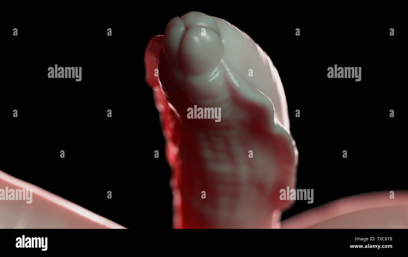 Médicalement en rendu 3d illustration d'un nématode précis Banque D'Images