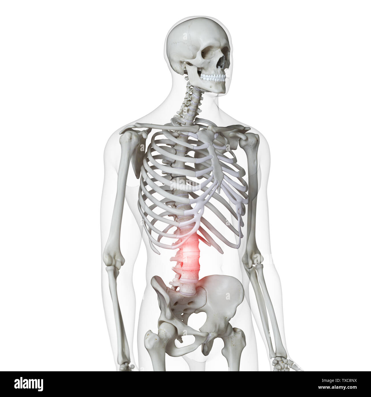 Rendu 3d illustration précise de la douleur sur le plan médical en bas de  la colonne vertébrale Photo Stock - Alamy