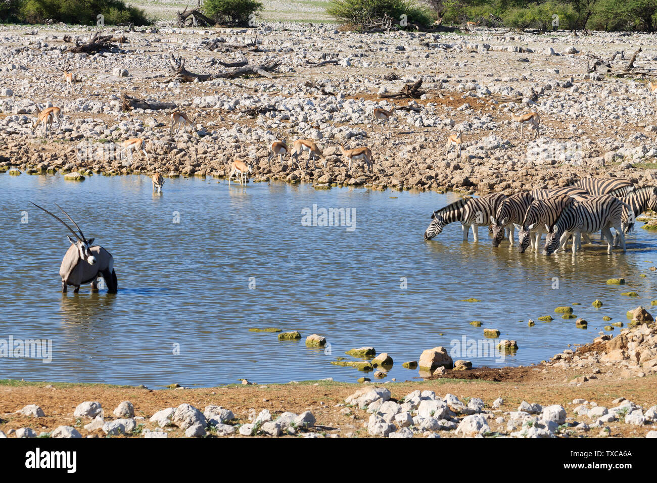 Les zèbres boire au point d'Okaukuejo Etosha National Park, Namibie Banque D'Images