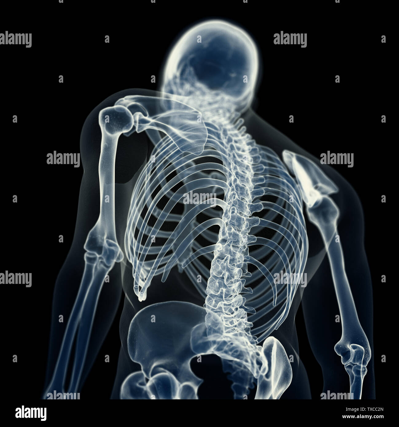 Rendu 3D précis médicalement illustration de l'arrière du squelette Banque D'Images