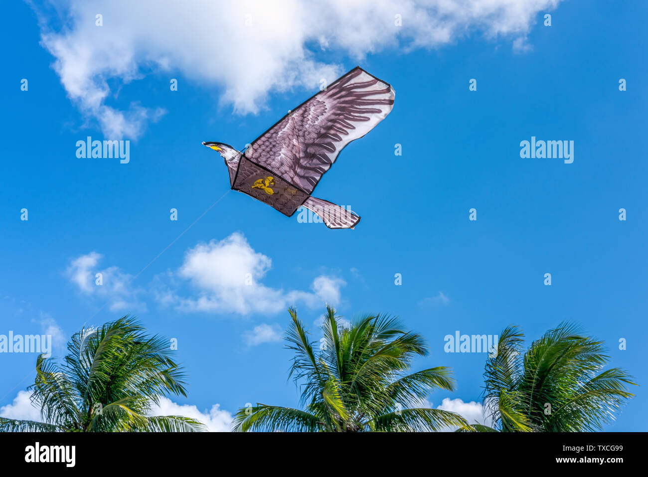 Arrière-plan d'une belle et colorée Hawk Eagle cerf-volant dans un ciel bleu journée d'été. Banque D'Images