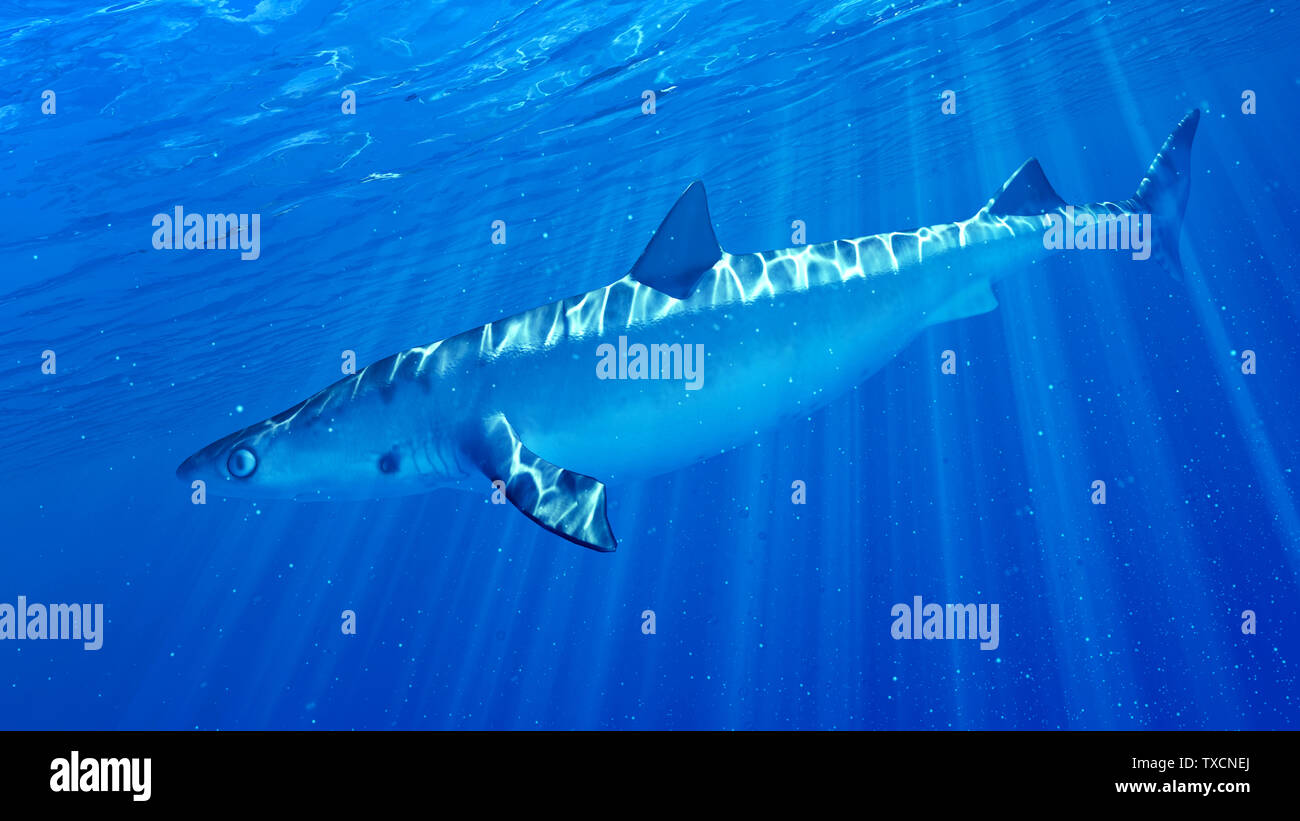 Rendu 3d illustration d'un requin Banque D'Images