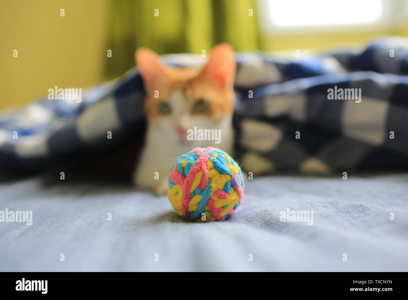 Chat fatigué après avoir joué sur le lit Banque D'Images