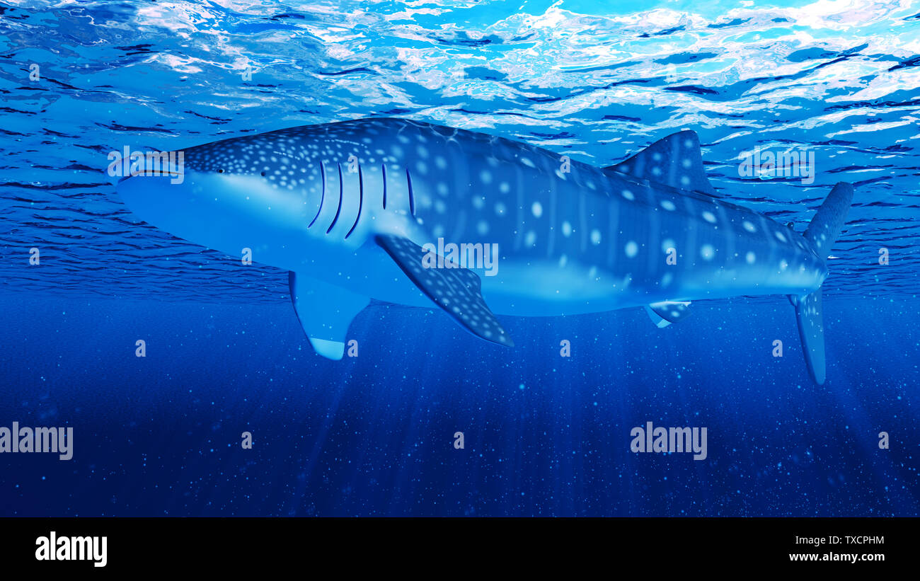 Rendu 3d illustration d'un requin-baleine Banque D'Images