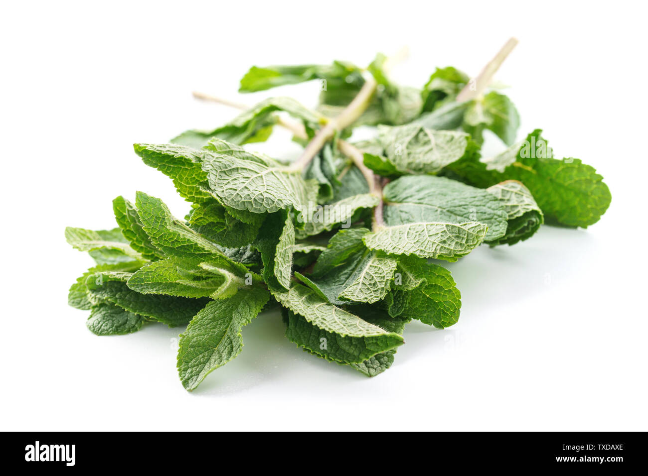 Les feuilles de menthe fraîche isolé sur fond blanc. Menthe poivrée Menthe verte ou branches. Banque D'Images