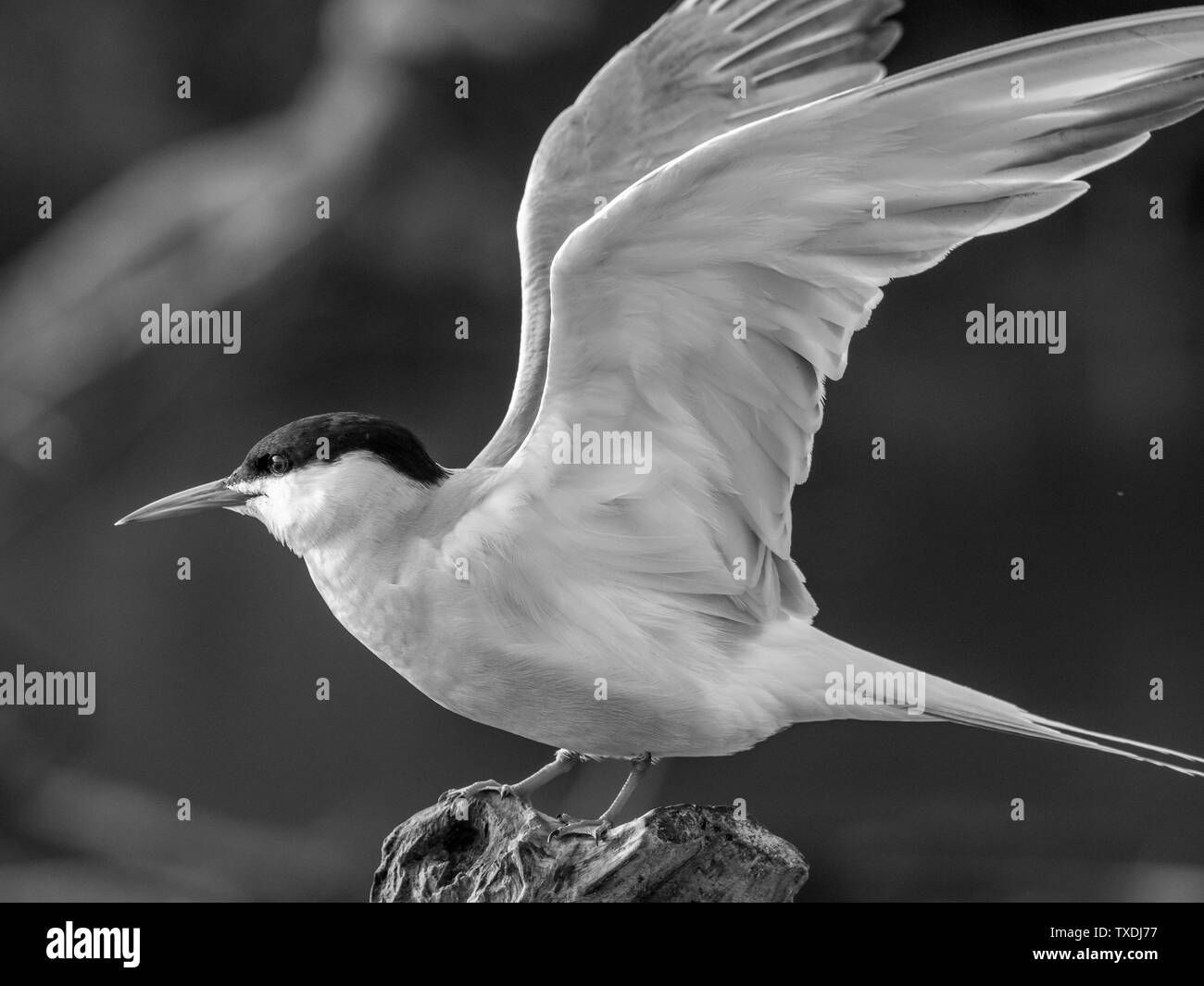 Gros plan d'une belle maturité isolés de la sterne pierregarin Seagull bird Banque D'Images