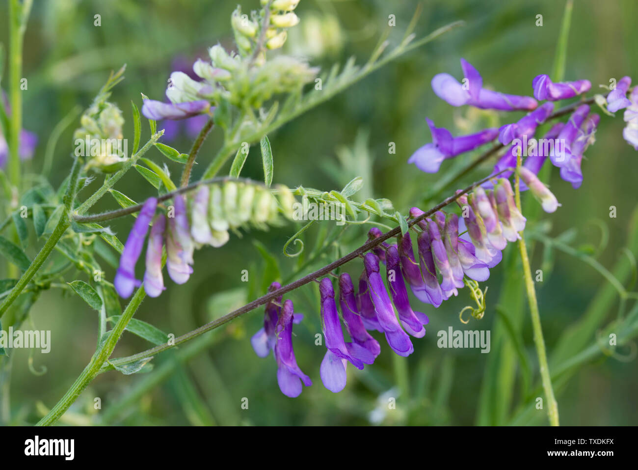 Vicia fleurs violettes à Meadow Banque D'Images