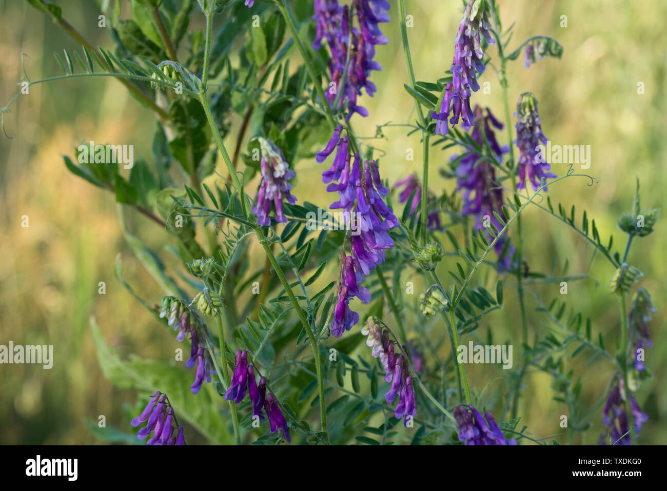 Vicia fleurs violettes à Meadow Banque D'Images
