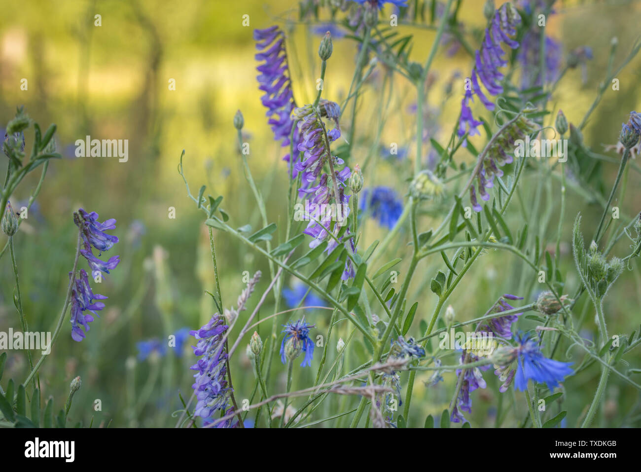 Vicia fleurs violettes à Meadow Banque D'Images